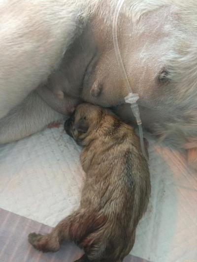 我家66生崽啦。